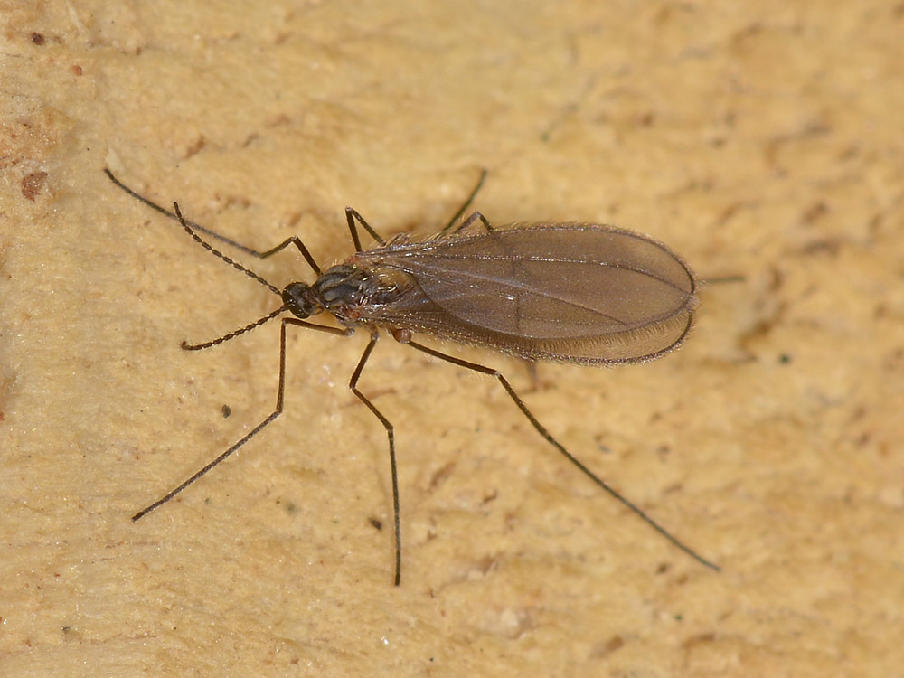 Cecidomyiidae?